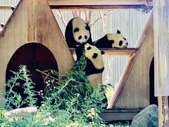 -都江堰中华大熊猫苑
