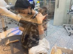 -momokira米努特·德文卷毛猫·棉花面纱犬