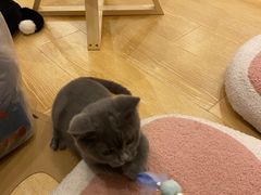-猫咪派对(江南西店)