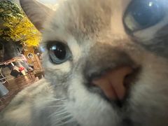 -猫猫幼稚园·撸猫·桌游·电玩
