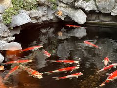 -鲤院·新中式美学·庭院餐厅(夫子庙店)