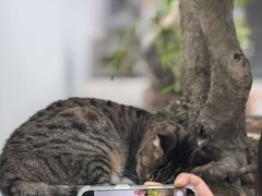 -龙华素斋(龙华路店)