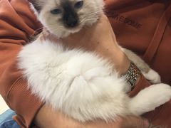 -藏猫猫咖啡主题馆(中央大道店)