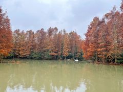 -上海海湾国家森林公园