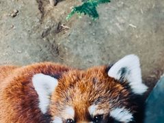 -辛玛王国游乐园