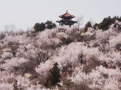 -白水寺森林公园