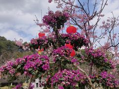 -广州市帽峰山景区