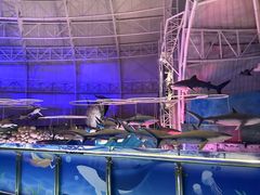 -烟台海昌鲸鲨海洋公园