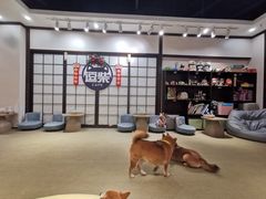 -逗柴咖啡屋·狗咖猫咖宠物桌游