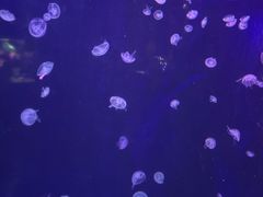 -太平洋海底世界