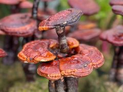 -三圣花乡旅游区