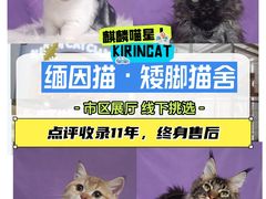 -麒麟缅因猫舍·十五年缅因猫选购中心