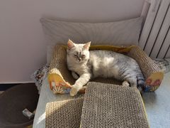 -宠福鑫康馨动物医院·骨科·眼科