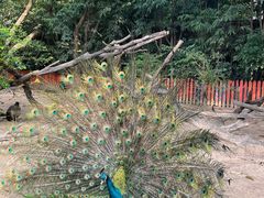 -广州长隆飞鸟乐园