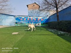 -宠物寄养训练学校