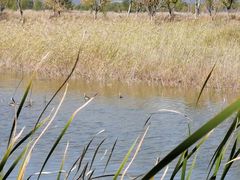 -野鸭湖国家湿地公园