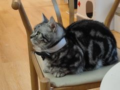 -猫咪派对(江南西店)