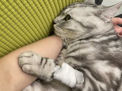 -艾吉宠物医院·疑难杂症转诊中心·猫友好(碧江路院)