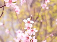 -九如山休闲旅游度假区