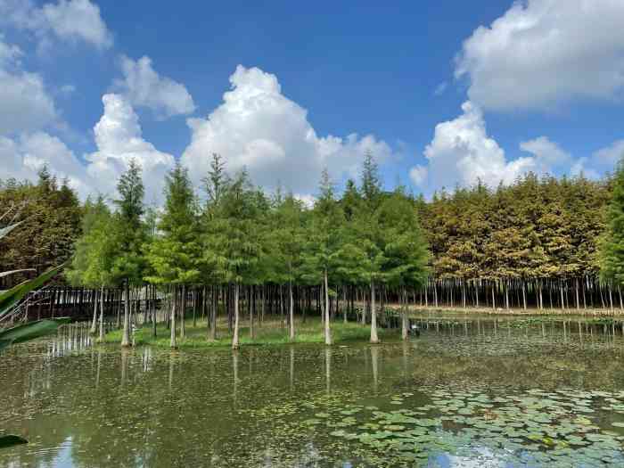 真山公园-"真山公园在华金路上,华通花园一区北门对面.