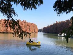 -上海海湾国家森林公园