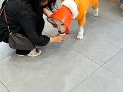 -小伙伴宠物医院•急重症转诊中心·老年专科·犬猫全科(北大街总院)