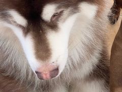 -Let's go狗咖·猫咖·奶狗·桌游(春熙路IFS店)