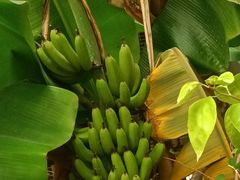 -呀路古热带植物园