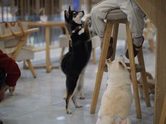 -柴犬小屋·柴餐厅·狗咖食堂(金鼎广场店)