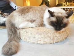 -猫儿山۰猫主题餐厅