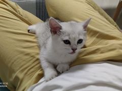 -屋虎猫馆(宝安大仟里店)