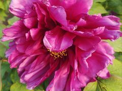 -国家植物园南园