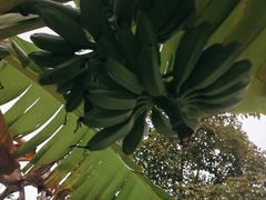 -云溪植物园