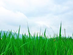 -大赤坎肥仔强烧味海鲜餐厅(大赤坎店)