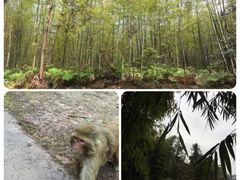 -重庆雨台山风景区