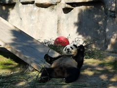 -上海野生动物园
