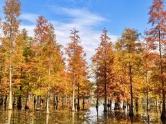 -白鹭湾湿地公园