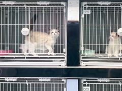 -翊宠yipet猫狗购宠庄园