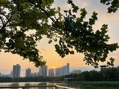 -莲花池公园