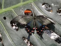 -上海大自然野生昆虫馆(东方明珠·爬宠昆虫探索中心)