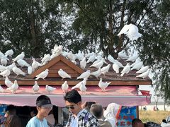 -天津妈祖文化园