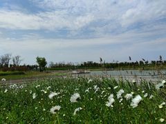 -春花秋色城市公园