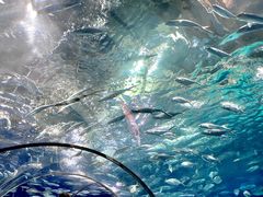 -上海海洋水族馆