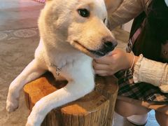 -more than meow吴止猫主题餐厅(承德 中船汇店)