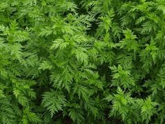 -广州神农草堂中医药博物馆