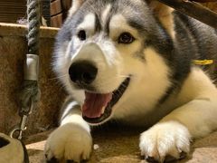 -more than meow吴止猫主题餐厅(承德 中船汇店)