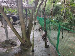 -呀诺达热带雨林