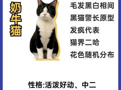 -翊宠yipet猫狗购宠庄园犬舍•猫舍
