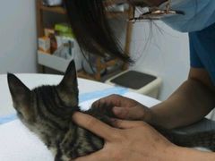 -宠颐生汉谟拉比宠物医院