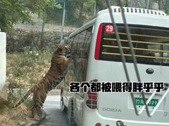 -栾川竹海野生动物园